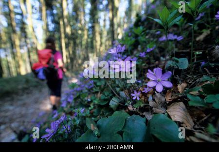 Hepatica at the side of a footpath with hiker in background, Agergschwendt, Marquartstein, Chiemgau, Bavarian alps, Upper Bavaria, Bavaria, Germany Banque D'Images