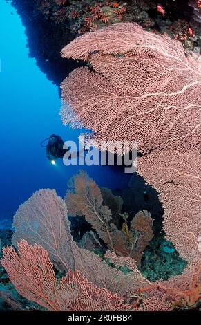 Plongée sous-marine et récif de corail, îles Maldives, océan Indien, Ari Atol, atoll Banque D'Images