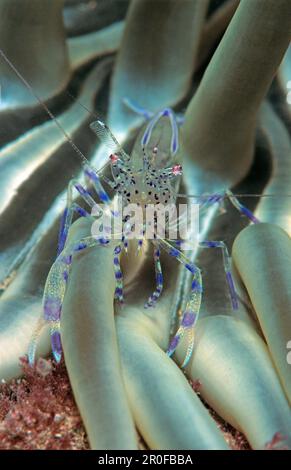 Crevettes partenaires sur l'anémone de Snakelocks, Periclimenes sagittifer, Croatie, Istrie, Mer Méditerranée Banque D'Images