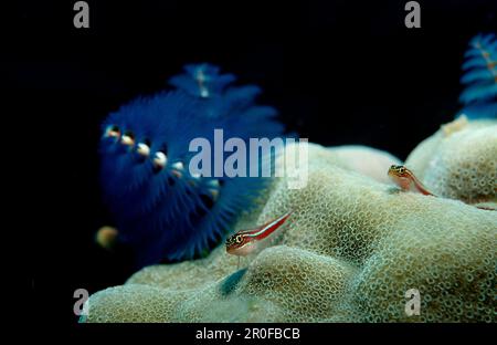 Vers-arbres-de-Noël, Spirobranchus giganteus, Iles Maldives, Océan Indien Banque D'Images