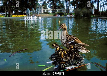 Mallard avec poussins, Anas platyrhynchos, Timmendorf, Schleswig-Holstein, Allemagne Banque D'Images