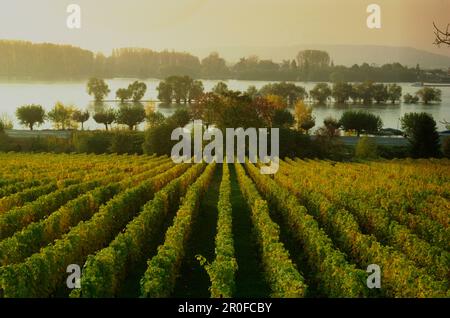 Vue sur le vignoble jusqu'au Rhin, Oeslich-Winkel, Hesse, Allemagne Banque D'Images