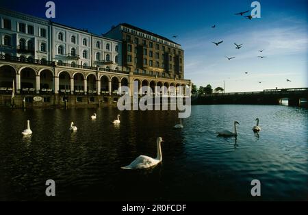 Swans sur Alsterfleet, Alster Arcades en arrière-plan, Hambourg, Allemagne Banque D'Images