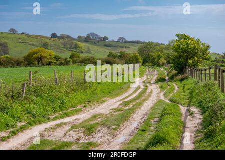 Le sentier principal, la chaussée et la piste entre les forêts de Chanctonbury et de Cissbury Ring Hill dans le parc national de South Downs, West Sussex, dans le sud de l'Angleterre au Royaume-Uni Banque D'Images