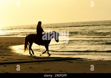 Promenade sur la plage, Norderney, Frise orientale, Allemagne Banque D'Images