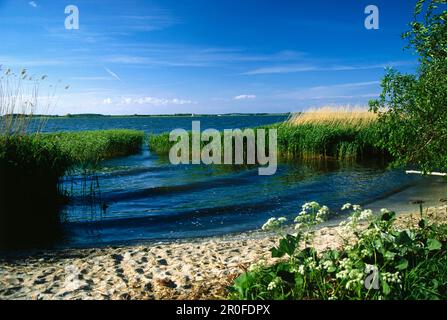 Backwater, Lieper Winkel, Usedom Island, Mecklenburg-Ouest Pomerania, Allemagne, Europe Banque D'Images