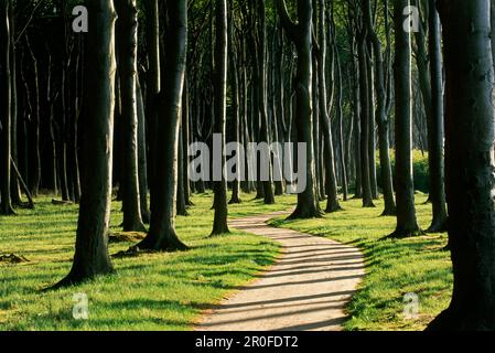 Chemin à travers la forêt fantôme, Nienhagen, Mecklembourg-Poméranie occidentale, Allemagne Banque D'Images