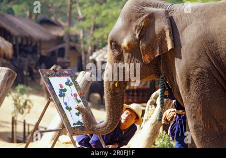 Peinture éléphant dans un camp d'éléphants au nord de Chiang Mai, Thaïlande Banque D'Images