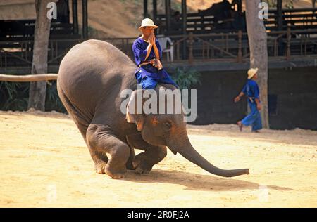 Éléphant tombant un curtsy dans un camp d'éléphants au nord de Chiang Mai, Thaïlande Banque D'Images