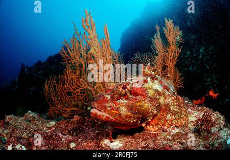 Scorpaena plumieri rascasses, Pierre mystes, Mer de Cortez, Mexique, Basse Californie, La Paz Banque D'Images