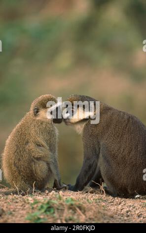 Singe Vervet à face noire, Cercopithecus aethiops, et Grand Guenon à nez blanc, Cercopithecus nictitans, sniffing, Afrique Banque D'Images