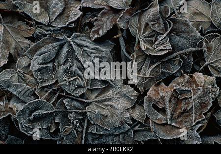 Gros plan sur le feuillage d'automne, les feuilles, la nature Banque D'Images