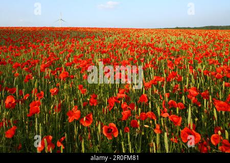 Coquelicots rouges dans le champ de maïs, éolienne en arrière-plan, Hanovre, Basse-Saxe, Allemagne Banque D'Images