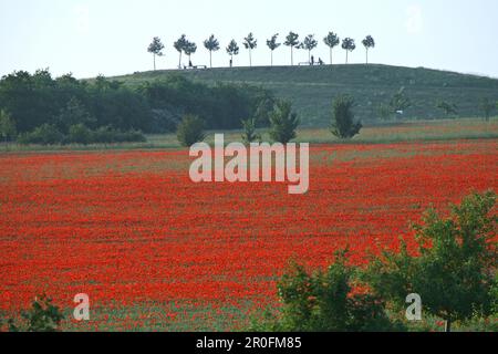 Coquelicots rouges dans le cornfield, Hanovre, Basse-Saxe, Allemagne Banque D'Images