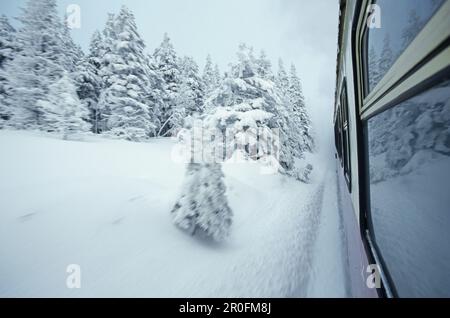 Brockenbahn sur le chemin, Schierke, Harz Mountains, Saxe-Anhalt, Allemagne Banque D'Images