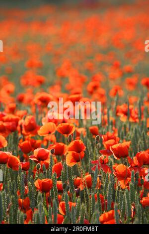 Coquelicots rouges dans le cornfield, Hanovre, Basse-Saxe, Allemagne Banque D'Images