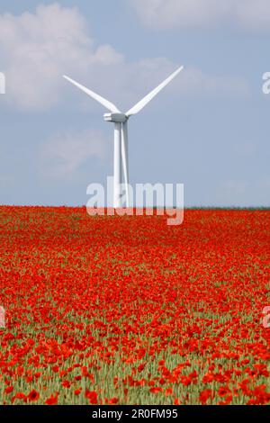 Coquelicots rouges dans le champ de maïs, éolienne en arrière-plan, Hanovre, Basse-Saxe, Allemagne Banque D'Images