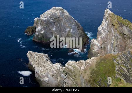 Colonie de gantets, de gantets du Nord, encerclant au-dessus des rochers, Réserve naturelle nationale, Hermaness, île d'Unst, îles Shetland, Écosse, Grand BRITA Banque D'Images