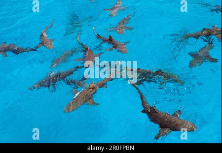 Les requins citronniers à la surface, Negaprion brevirostris, Bahamas, Océan Atlantique Banque D'Images