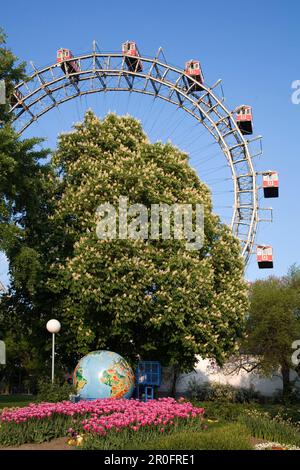 Vienne Autriche Prater Big Wheel au printemps châtaigniers fleuris Banque D'Images