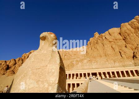 Statue de faucon en plus de l'escalier menant au temple de Hatshepsut (Hatshepset), Thèbes, rive ouest, vallée des reines, Égypte, Afrique Banque D'Images