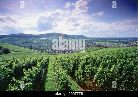 Vignoble Stettener Pulvermacher, Kernen im Remstal, Bade-Wurtemberg, Allemagne Banque D'Images