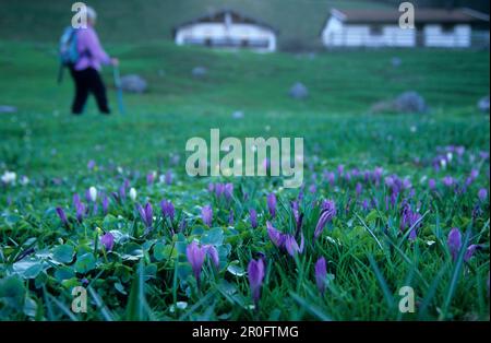 Femme en randonnée dans un pré avec des crocodiles à Heuberg, cabane alpine Daffnerwaldalm, Alpes de Chiemgau, Chiemgau, Bavière, Allemagne Banque D'Images