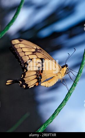 Thoas Swallowtail, Papilio thoas, bras Banque D'Images