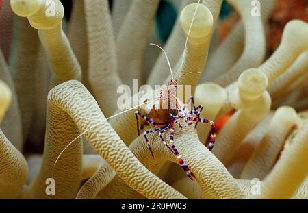 Crevettes tachetées propres dans l'anémone, Periclilènes yucatanicus, Antilles néerlandaises, Bonaire, Mer des Caraïbes Banque D'Images