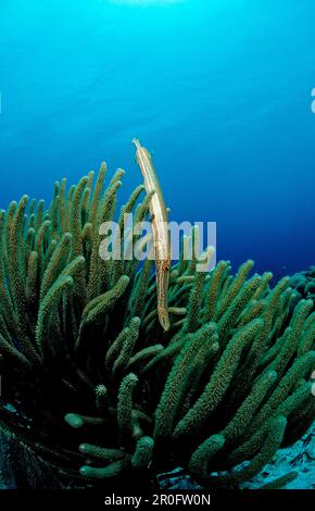 Trompetfish, Aulostomus maculatus, Antilles néerlandaises, Bonaire, Mer des Caraïbes Banque D'Images