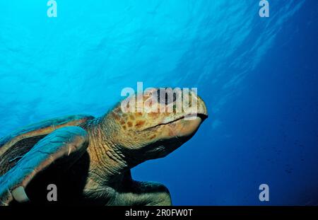 Tortue luth, Caretta caretta, Antilles néerlandaises, Bonaire, Mer des Caraïbes Banque D'Images