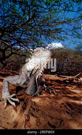 Vert leguan, vert iguana, iguana iguana, Antilles néerlandaises, Bonaire, Bonaire, Parc national de Washington Slagbaai, Pos Mangel Banque D'Images