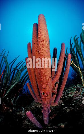 Éponge à tube, éponge à tube, Aplysina archeri, Antilles néerlandaises, Bonaire, Mer des Caraïbes Banque D'Images