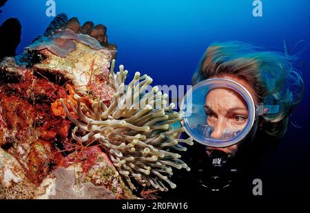 Plongeur et araignée hermite crabes dans l'anémone, Stenorhynchus seticornis, Antilles néerlandaises, Bonaire, Mer des Caraïbes Banque D'Images