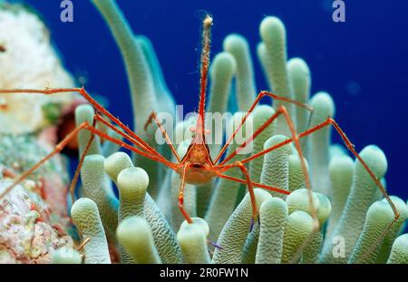 Crabe araignée hermite, Stenorhynchus seticornis, Antilles néerlandaises, Bonaire, Mer des Caraïbes Banque D'Images