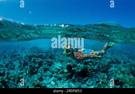 Skin Diver over Coral Reef, Maldives, Océan Indien, Ari Atoll Banque D'Images