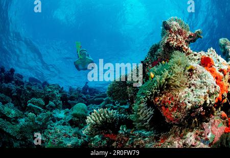 Plongée en apnée au-dessus de Coral Reef, Maldives, Océan Indien, Ari Atoll Banque D'Images