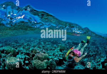 Plongée en apnée au-dessus de Coral Reef, Maldives, Océan Indien, Felidu Atoll Banque D'Images