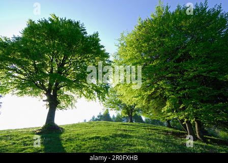 Prairie avec sangsues, Alpe del Borgo, Monte San Primo, Côme, Lombardie, Italie Banque D'Images