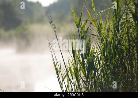 Roseau dans la brume matinale, Phragmites australis Banque D'Images