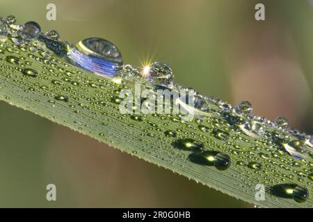 Rosée sur une feuille de roseau, gouttes d'eau Banque D'Images