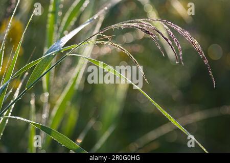 Roseau avec rosée, Phragmites australis Banque D'Images