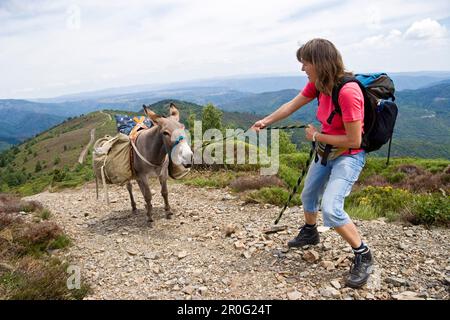 Femme tire l'âne obstiné sur la laisse en haut d'une colline, famille-randonnée dans les montagnes Cévennes, France Banque D'Images