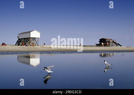 Maisons en pilotis à la plage, St. Peter-Ording, Schleswig-Holstein, Allemagne Banque D'Images