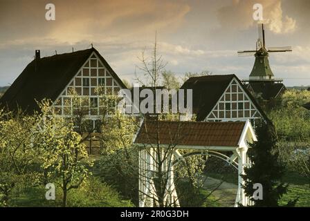 Arbres fruitiers fleuris devant des maisons à colombages avec toit de chaume et moulin à vent, Altes Land, Basse-Saxe, Allemagne Banque D'Images