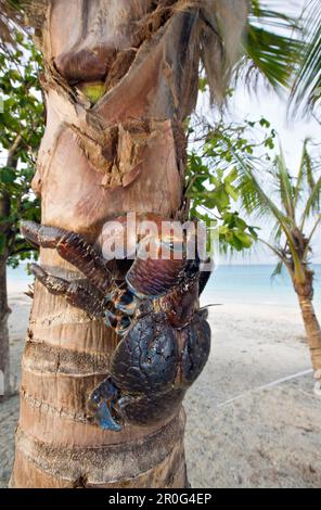 Crabe de noix de coco, crabe de Robber sur Palmtree, Birgus latro, Îles Marshall, atoll de bikini, Micronésie, Océan Pacifique Banque D'Images