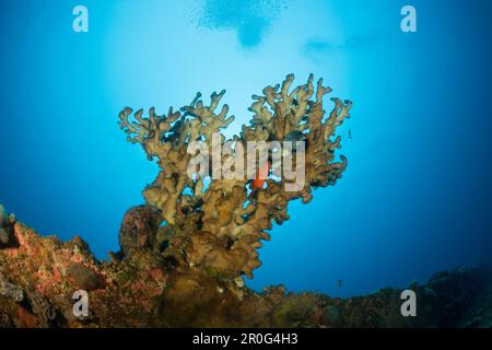 Grand feu corail au fond de l'épave HIJMS Nagato Battleship, Îles Marshall, bikini atoll, Micronésie, Océan Pacifique Banque D'Images