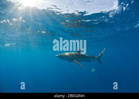 Les requins des Galapagos, Carcharhinus galapagensis, Maui, Hawaii, États-Unis Banque D'Images