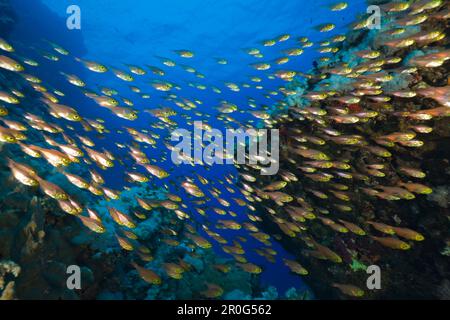 La scolarisation Sweeper, Parapriacanthus, Daedalus Reef, Red Sea, Egypt Banque D'Images