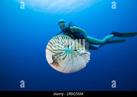 Nautilus et Diver, Nautilus pompilius, Grande barrière de corail, Australie Banque D'Images